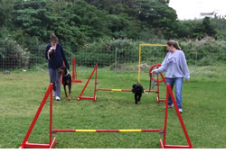 しつけ・アジリティ Agility Training